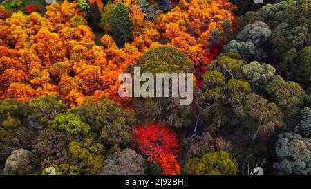 Herbst von oben Stockfoto