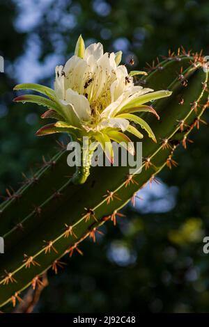 Mandacaru-Kaktus mit offenen Blüten auf dunklem Hintergrund Stockfoto