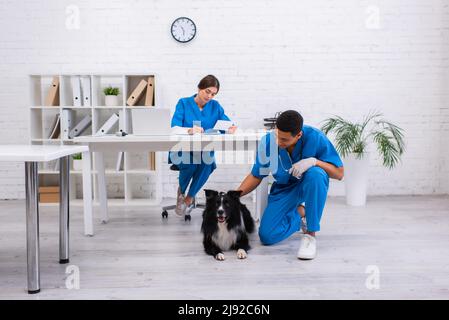 afroamerikanischer Tierarzt streichelt Border Collie in der Nähe verschwommener Kollegen, die in der Klinik arbeiten Stockfoto