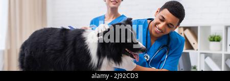 Lächelnder afroamerikanischer Arzt in Latexhandschuhen, der den Border Collie in der Nähe des Kollegen in der Tierarztklinik untersucht, Banner Stockfoto