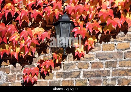 28.10.2021, Neuenhagen, Brandenburg, Deutschland - Wandlampe umschlungen mit Blättern von selbstkletternder Maidenhair-Rebe. 00S211028D626CAROEX.JPG [MODELLVERSION Stockfoto