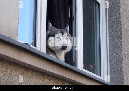 09.03.2022, Berlin, , Deutschland - Siberian Husky blickt aus einem offenen Fenster. 00S220309D848CAROEX.JPG [MODEL RELEASE: NO, PROPERTY RELEASE: NO (C) CARO Stockfoto