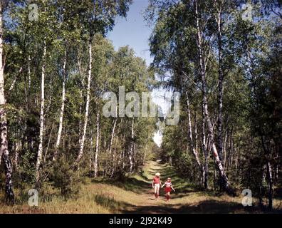 27.08.1975, Berlin, , Deutsche Demokratische Republik - Kinder laufen Hand in Hand durch einen Wald. 00S750827D386CAROEX.JPG [MODEL RELEASE: NO, PROPERT Stockfoto