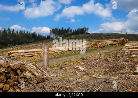 27.04.2022, Hilchenbach, Nordrhein-Westfalen, Deutschland - Waldeinschlag im Landkreis Siegen-Wittgenstein im Sauerland, Dürre und Rinde werden Stockfoto