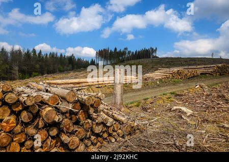 27.04.2022, Hilchenbach, Nordrhein-Westfalen, Deutschland - Waldeinschlag im Landkreis Siegen-Wittgenstein im Sauerland, Dürre und Rinde werden Stockfoto