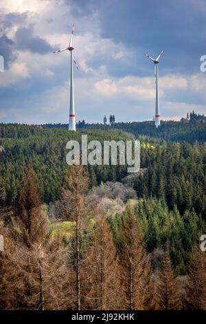 27.04.2022, Hilchenbach, Nordrhein-Westfalen, Deutschland - Waldeinschlag im Landkreis Siegen-Wittgenstein im Sauerland, Dürre und Rinde werden Stockfoto