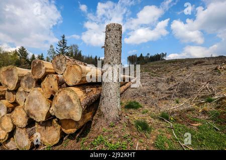 27.04.2022, Hilchenbach, Nordrhein-Westfalen, Deutschland - Waldeinschlag im Landkreis Siegen-Wittgenstein im Sauerland, Dürre und Rinde werden Stockfoto