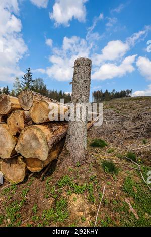 27.04.2022, Hilchenbach, Nordrhein-Westfalen, Deutschland - Waldeinschlag im Landkreis Siegen-Wittgenstein im Sauerland, Dürre und Rinde werden Stockfoto