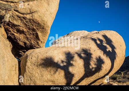 Schatten von Joshua-Bäumen auf Felsformationen im Joshua Tree National Park. Stockfoto