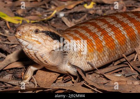 Australische zentralische Blauzungenechse (Tiliqua multifasciata) Stockfoto