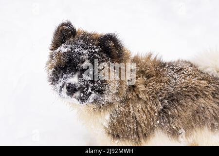 Nahaufnahme eines entzückenden flauschigen Welpen aus der Höhe. Akita Inu pure Rasse Welpen im Freien während des Winters auf schneebedecktem Boden mit Schneeflocken auf dem Kopf. Stockfoto