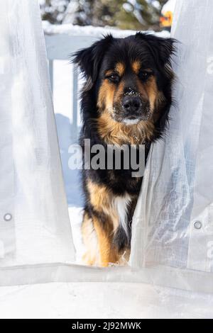 Nahaufnahme Frontportrait eines schönen großen Rasse Hund stand auf der Veranda im Winter mit Schneeflocken auf Schnauze und Schnee bedeckt verschwommenen Hintergrund. Stockfoto