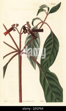 Verbreitung scharlachrote Hamelie, Hamelia patiniert. Geboren in St. Domingo, Jamaika und den Anden, Peru, zur Verfügung gestellt von Frau Walker von Arno's Grove, Southgate. Handkolorierter Kupferstich von Weddell nach einer botanischen Illustration von John Curtis aus William Curtis's Botanical Magazine, Samuel Curtis, London, 1824. Stockfoto