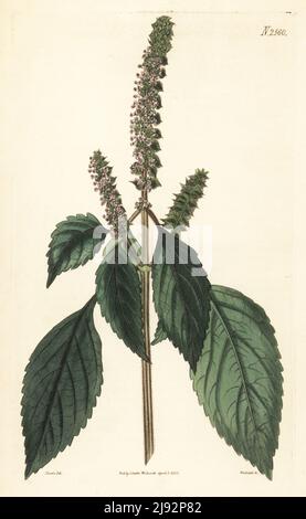 Vietnamesischer Balsam, Elsholtzia ciliata. Crested elsholtzia, Elsholtzia cristata. Stammt aus Sibirien (Asien, Indien), bereitgestellt von Herrn Walker von Arno's Grove. Handkolorierter Kupferstich von Weddell nach einer botanischen Illustration von John Curtis aus William Curtis's Botanical Magazine, Samuel Curtis, London, 1825. Stockfoto