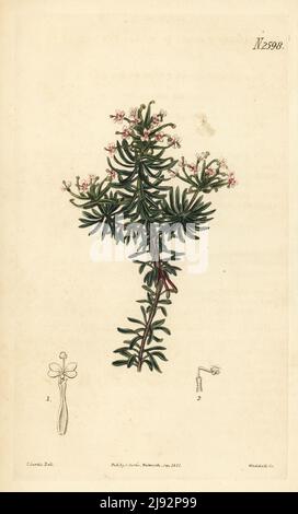 Schnabeltriggerpflanze oder einzelliger Stylidium, Stylidium adnatum. Stammt aus King's George Sound, Australien (New Holland), importiert von Robert Barclay. Handkolorierter Kupferstich von Weddell nach einer botanischen Illustration von John Curtis aus William Curtis's Botanical Magazine, Samuel Curtis, London, 1825. Stockfoto