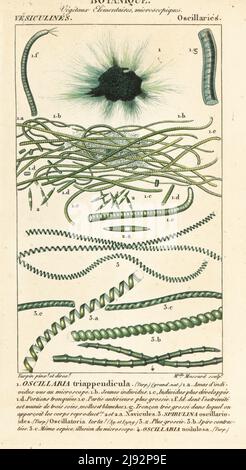 Blaugrüne Algenarten: Oscillaria triappendicula 1,2, Spirulina oscillarioides 3 und Oscillaria nodulosa 4. Handkolorierter Kupferstich von Mlle. Massard nach einem Entwurf von Pierre-Joseph-Francois Turpin aus Antoine-Laurent de Jussieus Dictionnaire des Sciences Naturelles, Paris, 1816. Stockfoto