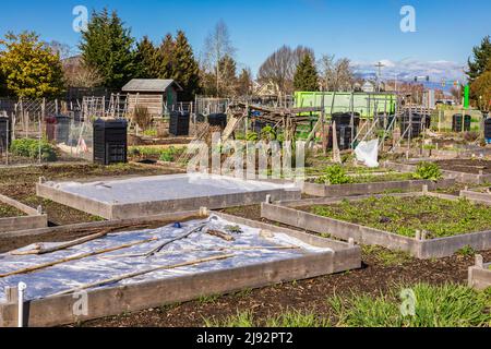 Gemüsegarten, Gemüse in einem Hinterhof in Kanada anbauen. Straßenfoto, Niemand, selektiver Fokus Stockfoto