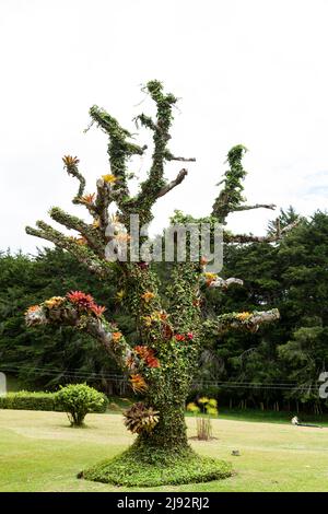 Garden Design - Old Dead Tree Mit Kletterpflanzen Bedeckt Stockfoto