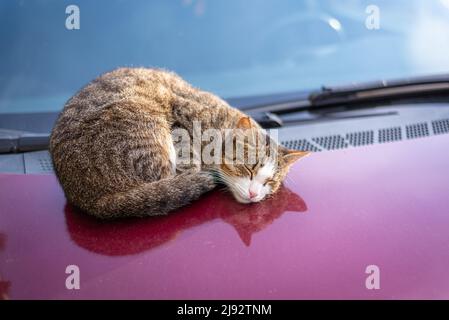 Die tabby Katze entspannt sich friedlich auf der warmen Motorhaube des Autos. Selektiver Fokus. Stockfoto