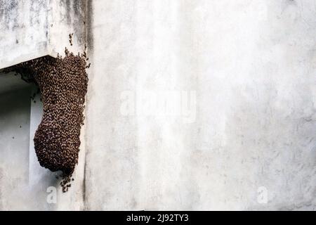 Ein Bienenstock an der Wand mit hängendem Bienenstock Stockfoto