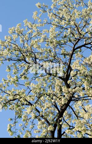 Blühender schwarzer Heuschreckenbaum Stockfoto