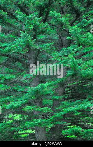 Nadelbaum aus der Nähe Stockfoto