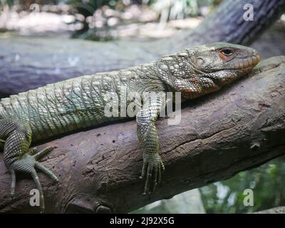 Bartdrachen Eidechse auch als Pogona Reptile bekannt Stockfoto