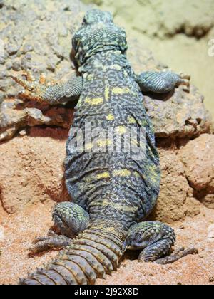 Die verzierte Stachelschwanzeidechse wird auch als Uromastyx ornata oder kunstvolle Mastigure bezeichnet Stockfoto