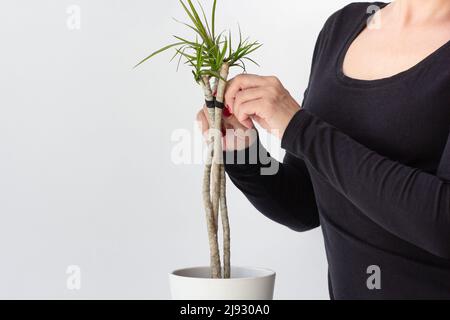 Frau, die an einem Faden drei Stämme von Dracaena marginata in einem Topf auf weißem Hintergrund verdreht hielt Stockfoto