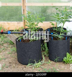 Gewächshaus mit Tomatenpflanzen wachsen in Stofftöpfen und Tropfbewässerung Stockfoto
