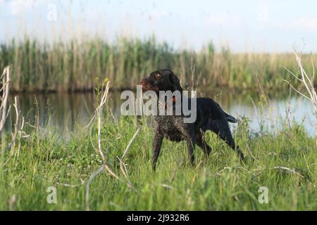 Deutscher drahthaariger Hund in der Natur Stockfoto