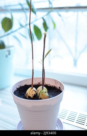 Haus Avocado Pflanze wächst in einem Topf.Obst wächst zu Hause Stockfoto