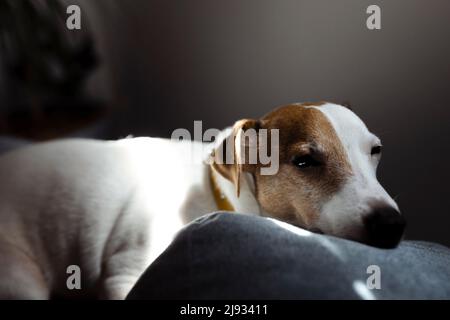 Niedlicher, verschlafter Jack Russell Terrier Welpe, der sich in den Sonnenstrahlen auf einem Hundebett ausruht. Ein kleiner charmanter Hund mit lustigen Flecken auf dem Fell liegt auf dem Stockfoto