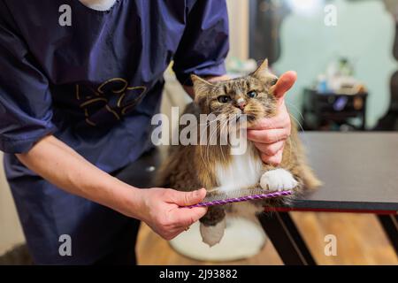 Hintergrund der Katzenpflege. Tierarzt putzt Katze im Salon Stockfoto