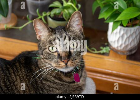 Nahaufnahme einer grauen gestromten Katze vor einem mit Topfpflanzen bedeckten Tisch Stockfoto