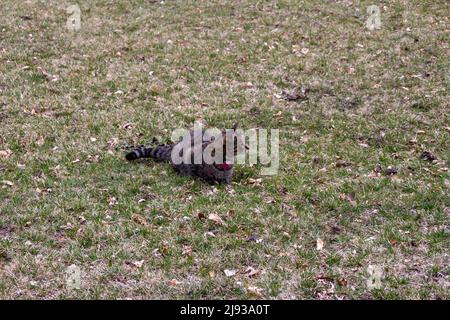 Nahaufnahme einer neugierigen grauen gestromten Katze, die im Frühjahr draußen auf einem rustikalen Rasen sitzt Stockfoto