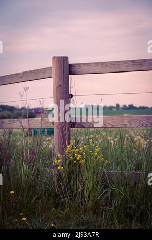 Sommerblumen wachsen neben dem hölzernen elektrischen Zaun um die Weide in Skåne Schweden Stockfoto