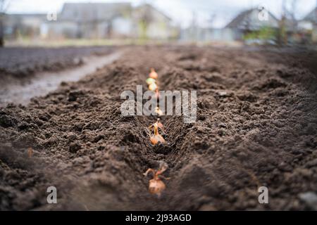 Der Prozess der Pflanzung von Zwiebeln im Garten. Glühlampe in eine Vertiefung im Boden Stockfoto