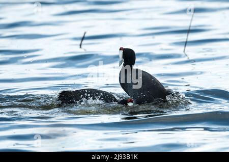 Rotknopfhuhn oder Haubenhuhn (Fulica cristata) Wildvögel zeigen aggressives territoriales Verhalten in der Nähe in Kapstadt, Südafrika Stockfoto