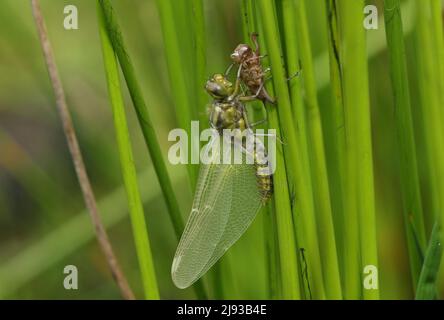 Libellula depressa, eine vor kurzem aufgetauchte, breitkörperige Chaser Libelle, die sich noch immer an ihrer Exuvia auf einem Schilf am Rand eines Teiches festhält. Stockfoto