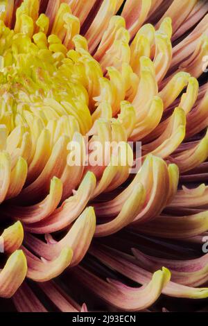 Extreme Nahaufnahme von Chrysantheme morifolium mit gelben und orangen Blütenblättern aus einem niedrigen Winkel Stockfoto