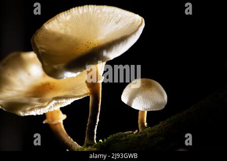 Wellington. 6. April 2022. Foto zeigt die Armillaria novae-zelandiae in einem gemäßigten Regenwald auf der Südinsel Neuseelands, 6. April 2022. Armillaria novae-zelandiae ist eine von drei Armillaria-Arten, die in Neuseeland identifiziert wurden, auch Honigpilz genannt. Am reichlichsten wächst sie von März bis Mai vor allem in feuchten Wäldern. Quelle: Yang Liu/Xinhua/Alamy Live News Stockfoto