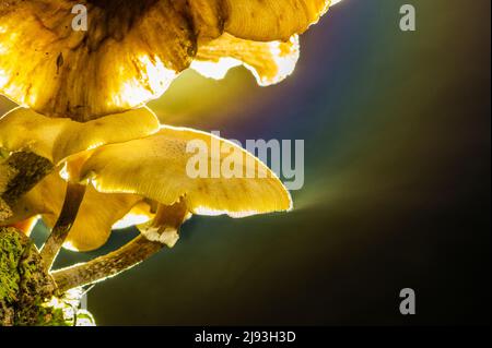 (220520) -- WELLINGTON, 20. Mai 2022 (Xinhua) -- Foto zeigt die Armillaria novae-zelandiae in einem gemäßigten Regenwald auf der Südinsel Neuseelands, 27. März 2022. Armillaria novae-zelandiae ist eine von drei Armillaria-Arten, die in Neuseeland identifiziert wurden, auch Honigpilz genannt. Am reichlichsten wächst sie von März bis Mai vor allem in feuchten Wäldern. (Foto von Yang Liu/Xinhua) Stockfoto