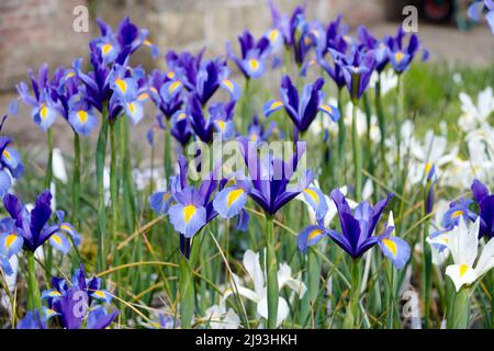 Spanischer Iris-Hybrid (Iris Xiphium), blühend im Sommer, East Yorkshire, UK, GB., England, UK, GB. Stockfoto