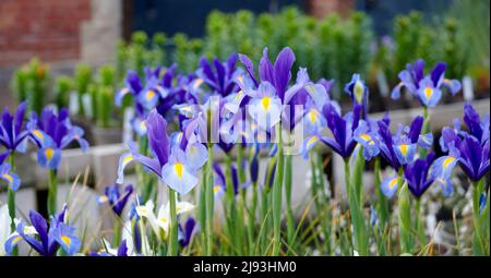 Spanische Iris-Hybride (Iris xiphium), blühend im Sommer, East Yorkshire, UK, GB, England, UK, GB. Stockfoto