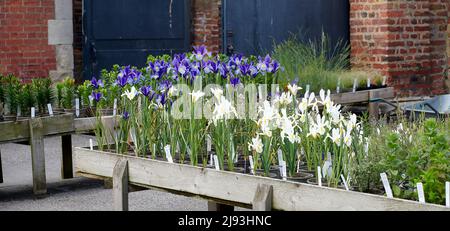 Spanischer Iris-Hybrid (Iris Xiphium), blühend im Sommer, East Yorkshire, UK, GB., England, UK, GB. Stockfoto