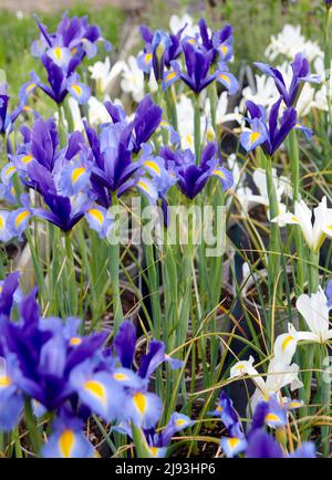 Spanischer Iris-Hybrid (Iris Xiphium), blühend im Sommer, East Yorkshire, UK, GB., England, UK, GB. Stockfoto