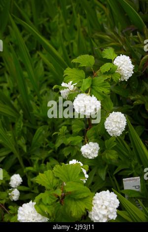Viburnum opulus, blühend im Sommer, East Yorkshire, UK, GB., England, GB, GB. Stockfoto