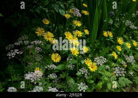 Leoparden-Fluch (doronicum plantagineum) blüht im Sommer, East Yorkshire, UK, GB., England, UK, GB. Stockfoto