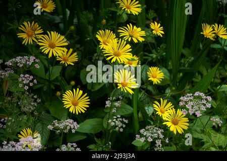 Leoparden-Fluch (doronicum plantagineum) blüht im Sommer, East Yorkshire, UK, GB., England, UK, GB. Stockfoto